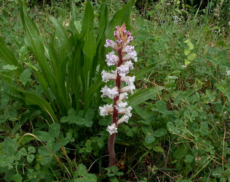 Orobanche crenata / Succiamele delle fave